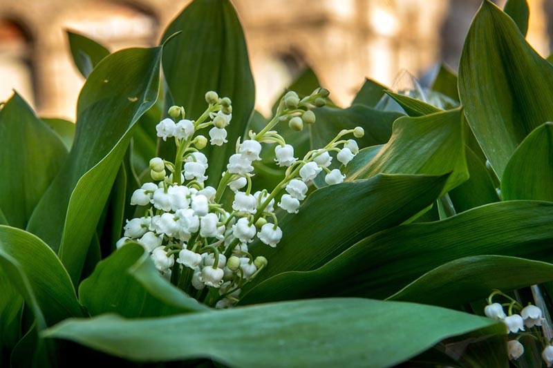 Semaine 18 - Muguet 2019