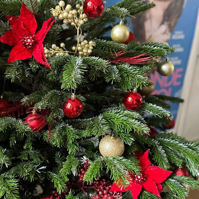 Semaine 52 - Sapin Nordmann